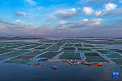 山东荣成：秋日耕海图