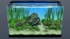 玻璃背后：水族箱模拟器 免安装绿色中文版