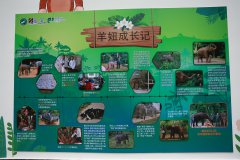 新华访谈|“象爸爸”陈继铭笑谈亚洲象“羊妞”