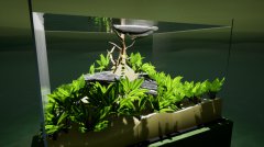 养鱼模拟器 免安装绿色版