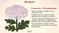 Blumenia-植物世界的故事 免安装绿色版