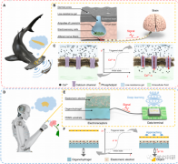 软体人工电感受器：未来的非接触式传感器