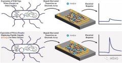 基于微生物纳米线的电子鼻有望变革健康监测