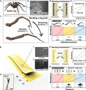 受蜘蛛启发的可调谐机械传感器，实现宽动态范