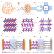兰州大学柔性电子科研团队在脑机接口研究领域