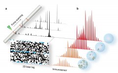 集成激光标签与传感的光子带隙光纤微流激光传