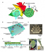 传感器最新消息 多功能植物可穿戴传感器面世