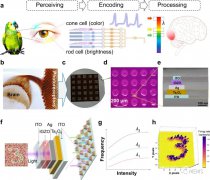 用于颜色感知的超低功耗垂直集成的尖峰视锥感