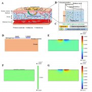细胞间液pH对于反离子电渗透皮提取葡萄糖通量的