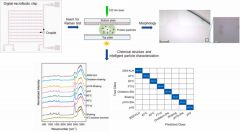 <b>微流控+拉曼光谱+机器学习实现蛋白质颗粒的智能</b>