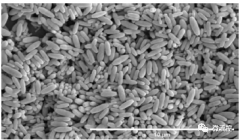 <b>用于汗液中葡萄糖浓度和pH检测的生物传感界面</b>