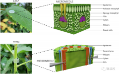 微针技术在农业领域的应用研究进展综述