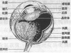 什么是虹膜？虹膜的特性有哪些呢？虹膜识别技
