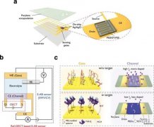 利用有机电化学晶体管放大微弱的生物化学信号