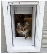 如何利用树莓派建造一个物联网风格的电动宠物