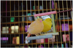 AI分割一切——用OpenVINO™加速Meta SAM大模型