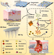 <b>用于促进生物膜清除和糖尿病伤口愈合的多酶级</b>