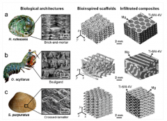 高强度和高韧性的Mg-Ti仿生复合材料的设计制备研