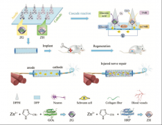 <b>基于自供电酶联微针的神经引导导管设计</b>