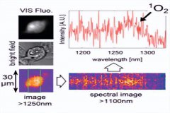 通过显微光谱对单线态氧进行实时成像