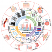 微针在伤口愈合及组织再生中的应用都有哪些呢