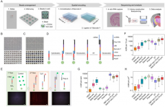 基于微流控的低成本空间转录组测序方法