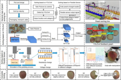 <b>基于柔性传感的鲜桃分拣流水线的系统设计</b>