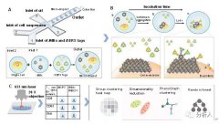 一种基于微液滴-表面增强拉曼光谱的单细胞检测