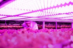 艾迈斯欧司朗推出全新高功率植物照明LED，非凡