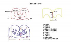 什么是端子截面？线束端子压接截面结构基本知