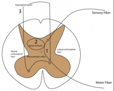 非侵入性经皮脊髓电刺激（tSCS）的神经机制与脊