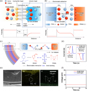 韩国蔚山科学技术院：多层离子电子传感器，具