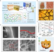 海南大学：受中国年糕启发的纹理Janus水凝胶，用