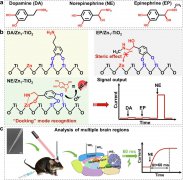 华东师范大学：用于去甲肾上腺素传感和癫痫脑