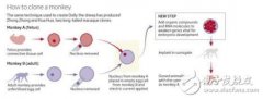 两只克隆猴诞生：癌症有望治愈，世界生命科学