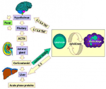 慢性感染问题的新解决办法：免疫系统