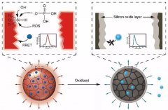 荧光颜色变化的智能创口绷带有效检测微生物感