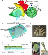 多模态植物可穿戴传感器贴片原理分析
