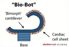 “生物机器人”！自发性收缩的心脏细胞