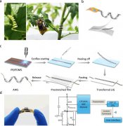 自适应绕组应变（AWS）仿生传感器可穿戴集成系