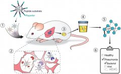 美国麻省理工学院研发纳米粒子传感器用于治疗