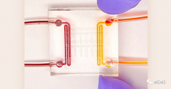 基于微流控的“芯片上心脏病”模型可模拟心肌