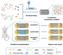 基于3D打印构建的类脊髓仿生支架