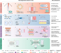 用于构建神经退行性疾病模型的微流控类器官芯