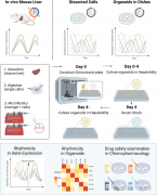 <b>基于微流控和3D打印技术构建的“节律同步”肝类</b>