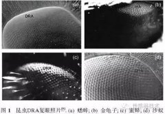 偏振光导航技术的原理是什么 复眼偏振光导航传