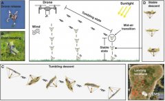 太阳能驱动变形的折纸结构微型飞行器