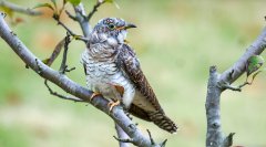 移远通信物联网整体解决方案，助力小型鸟类实