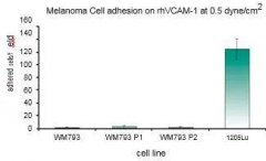 点成案例 | 利用微流控平台探究剪切应力在黑色