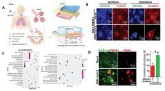 点成案例 | 当器官芯片遇见新冠病毒